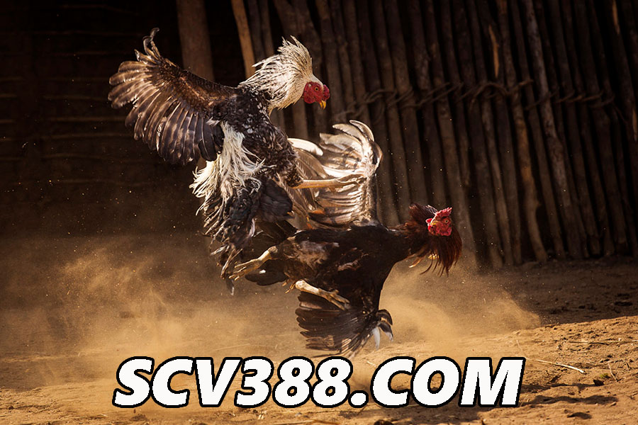 SCV388.com link đăng nhập nhà cái đá gà SV388 mới nhất