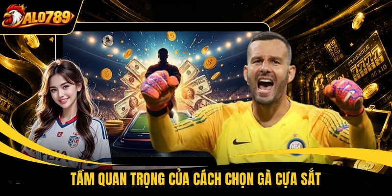 tam quan trong cua cach chon ga cua sat Tầm quan trọng của cách chọn gà cựa sắt